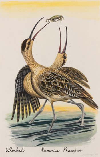 WHIMBRELS, 30 x 22 in.