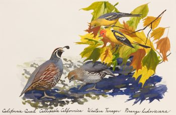 QUAIL and TANAGERS, 22 x 30 in.