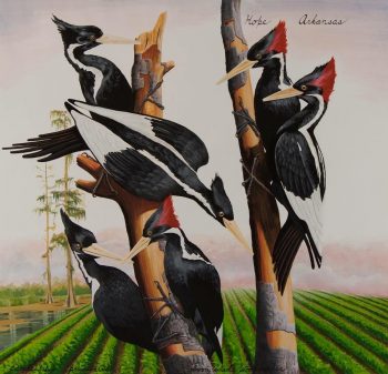 HOPE ARKANSAS, 38 x 39.5 in.