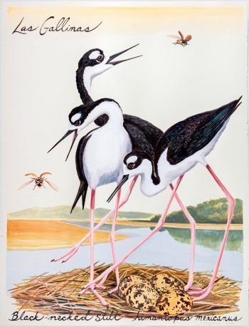 LAS GALLINAS, 30 x 22 in.